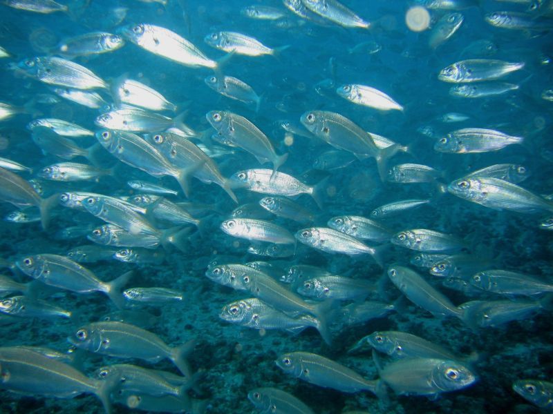 documental animales marinos en tarifa