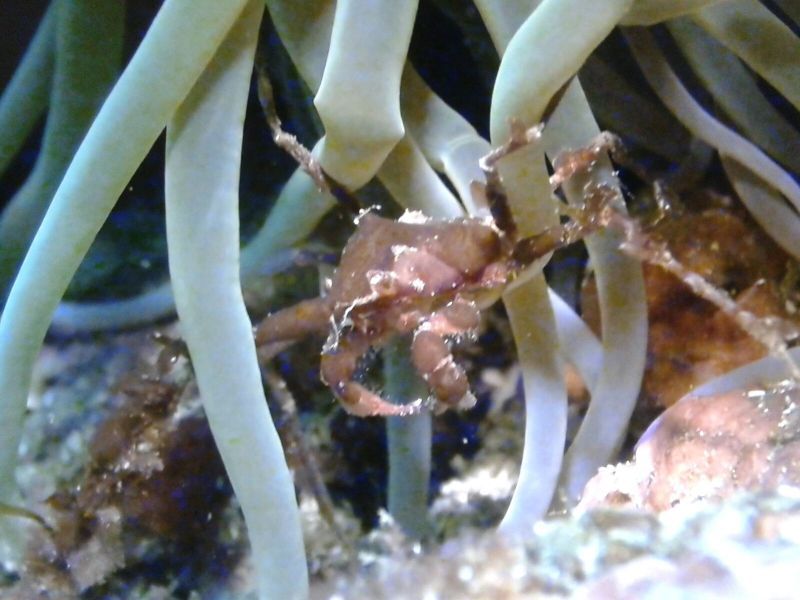 Crab through anemones at Tarifa