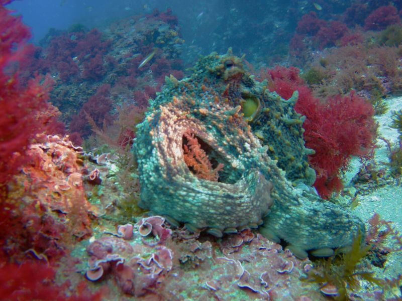 avistamientos de pulpos en corales