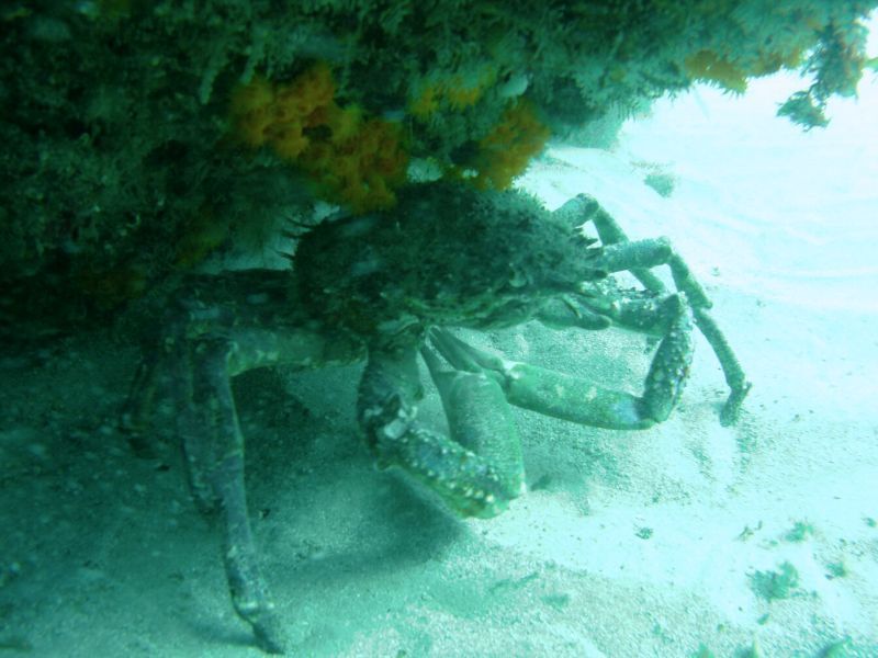 Cangrejo araña submarinismo